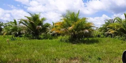 Imóvel para venda com 1700000 metros quadrados em Centro - Concórdia do Pará - PA - Foto 4