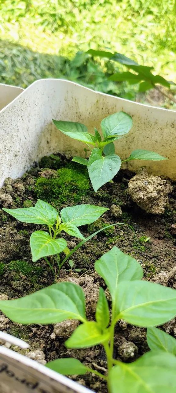 Mudas de Pimenta - Foto 4