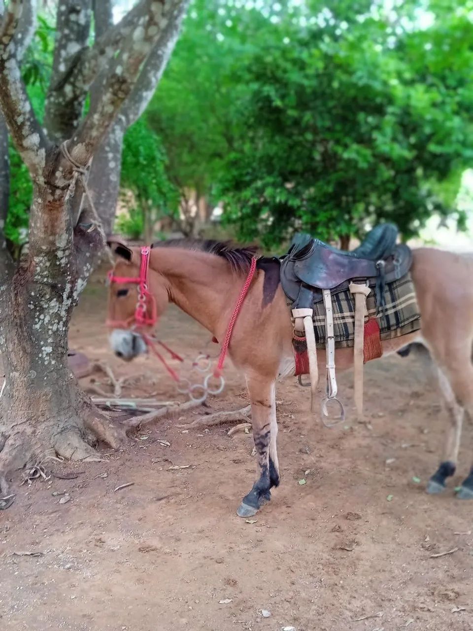 Mini burro  - Foto 5