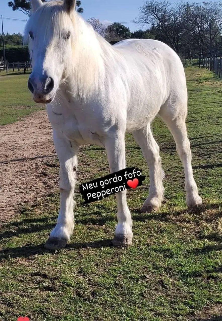 Cavalo Percheron lindo manso Castrado  - Foto 2