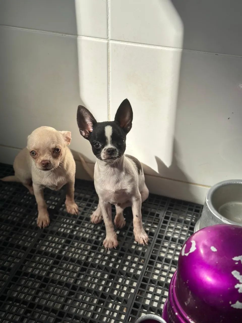 Filhotes de chihuahua pelo curto machos  - Foto 5