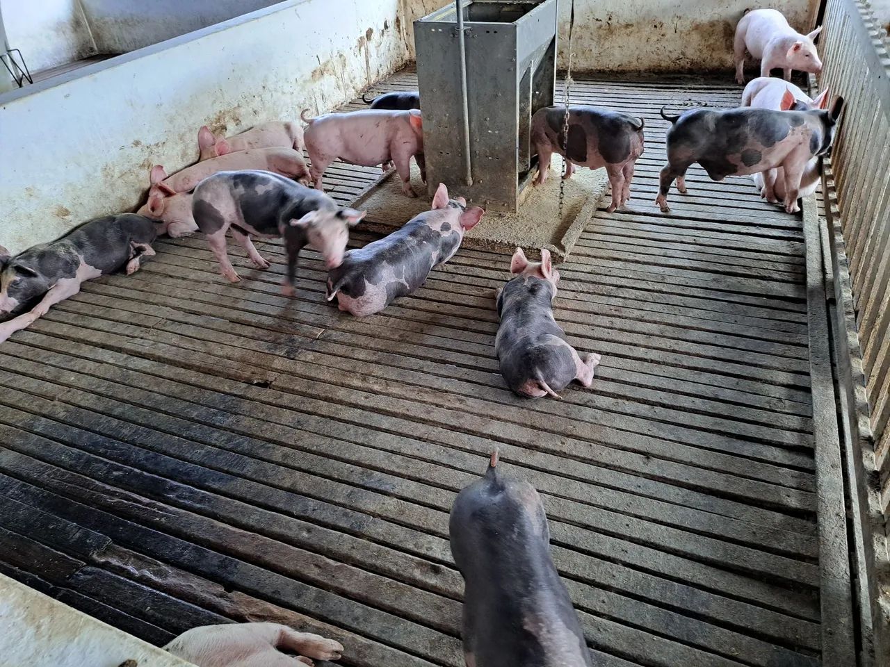 Suino - Leitões PIETRAIN PURO - Foto 2