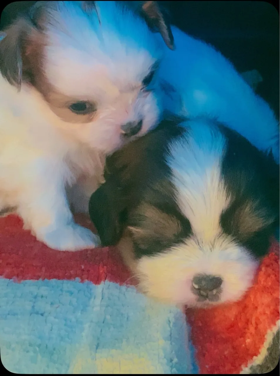 Filhotes de Shih Tzu disponíveis!