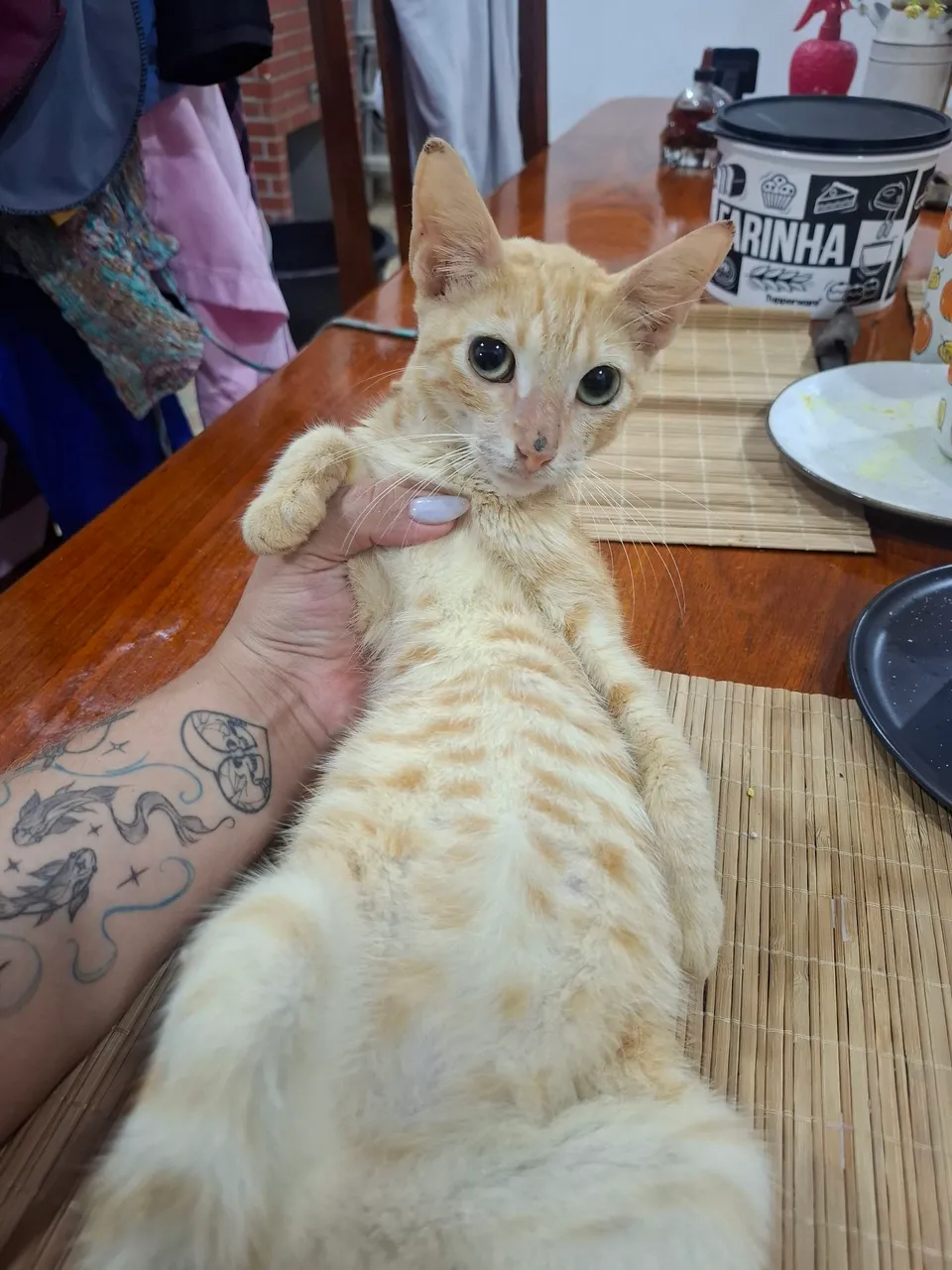 Gatinho loirinho lindo disponível para adoção