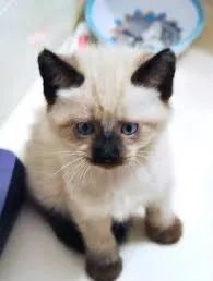 Bebes de Siamês disponível macho e fêmea vacina pedigree incluso 