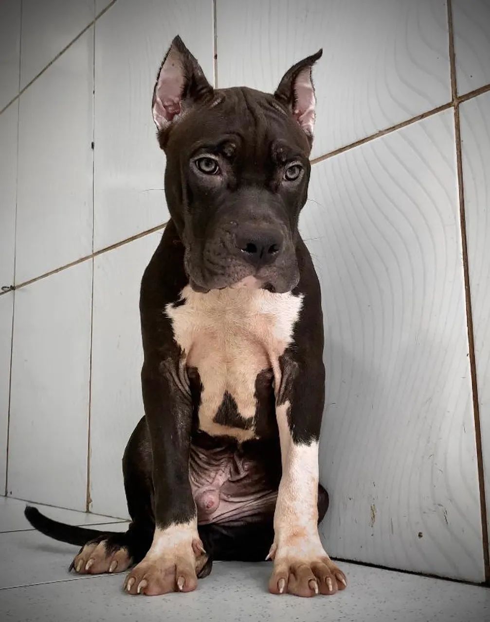 American Bully FILHOTE (PEDIGREE, MICROCHIP, VACINADO E VERMÍFUGADO) parcela em até 12x. - Foto 2