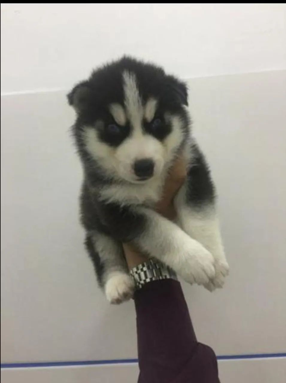 Husky siberiano- Entregamos Saúde e Carinho - Filhotes com Garantia e Vacinas de Qualidade