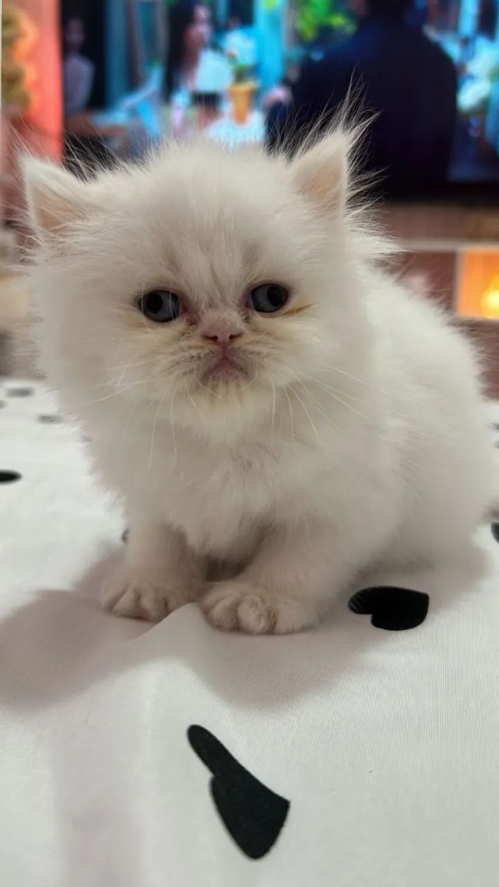 Persa Branco - Lindos Filhotes Machos  - Foto 4