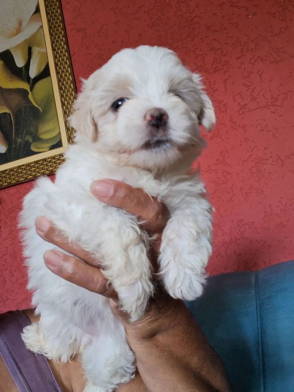 Menina linda Filhote  Maltês 