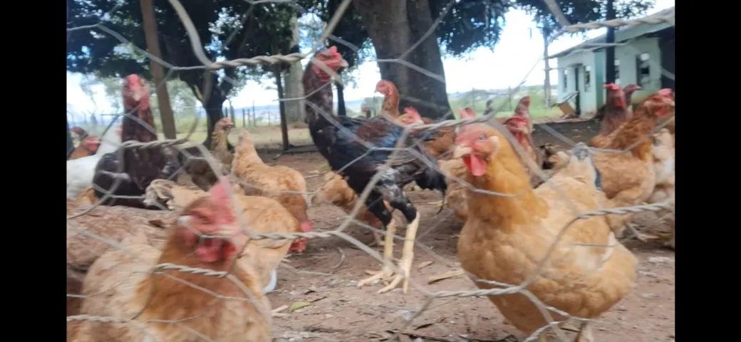 Vendo galinha melhorada e frango caipira em Abadia de Goiás  - Foto 2