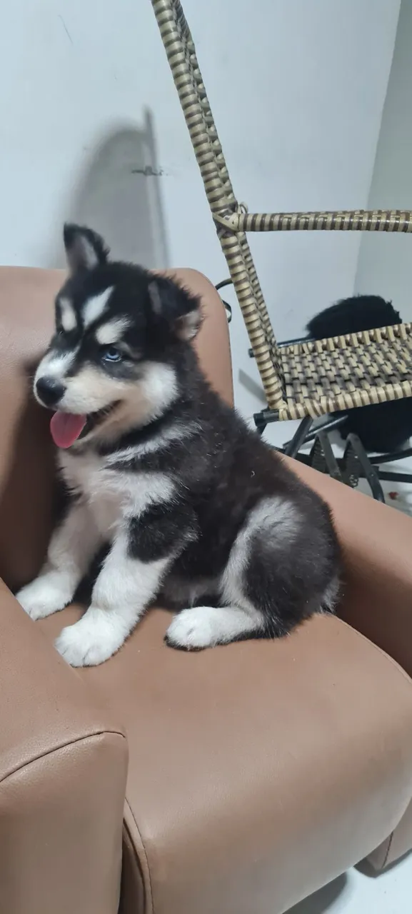 Husky wooly