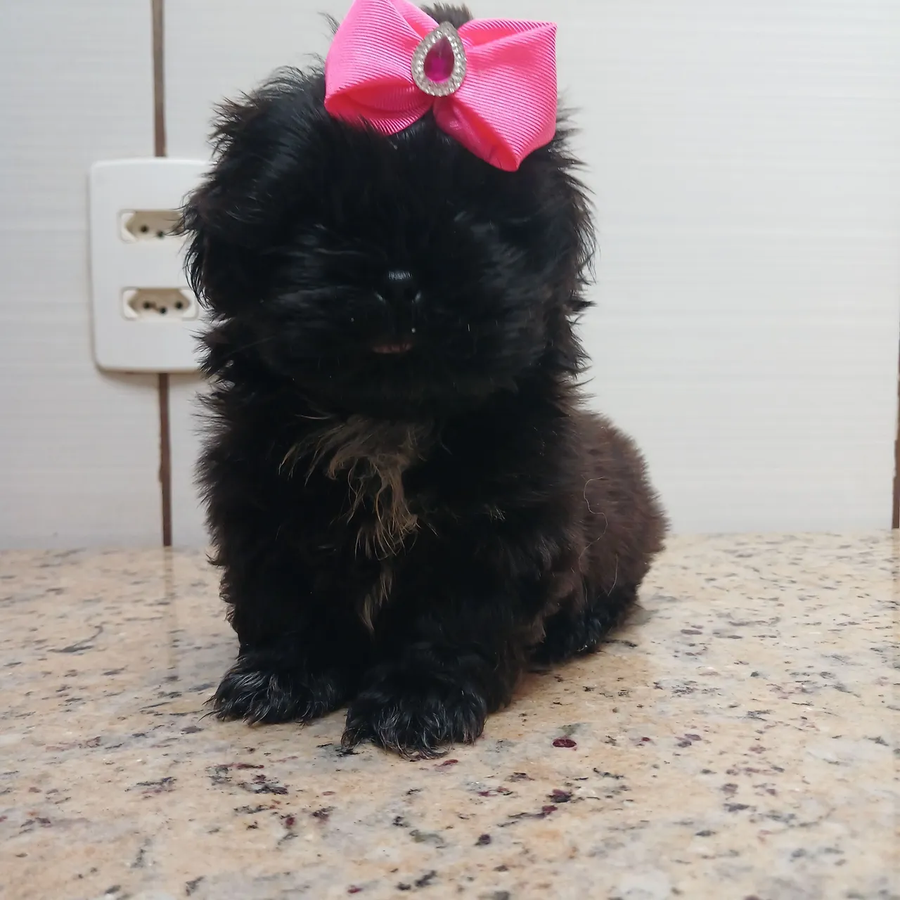 Filhote Shih Tzu Black Com Laço Rosa