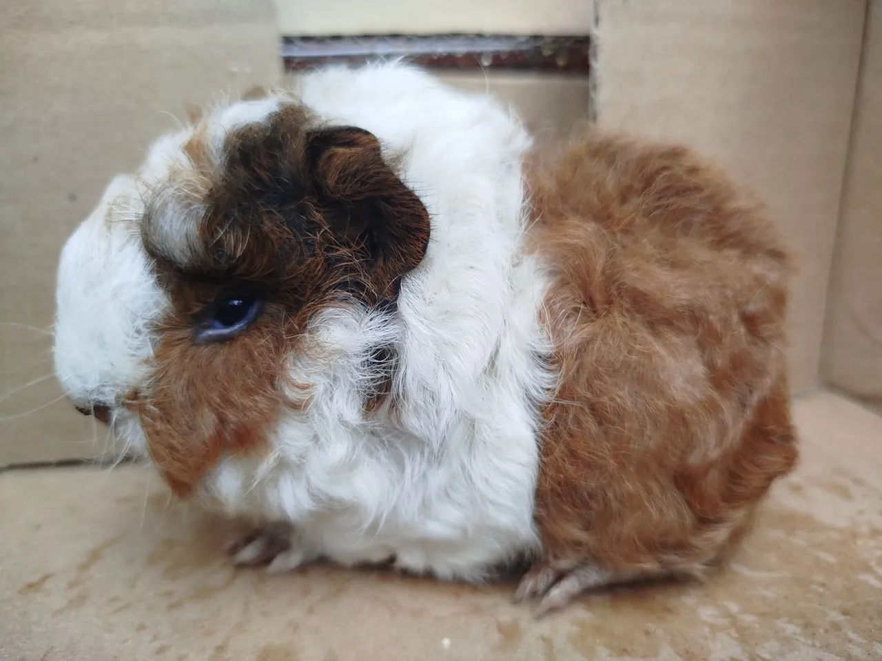 Porquinhos da índia  - Foto 6