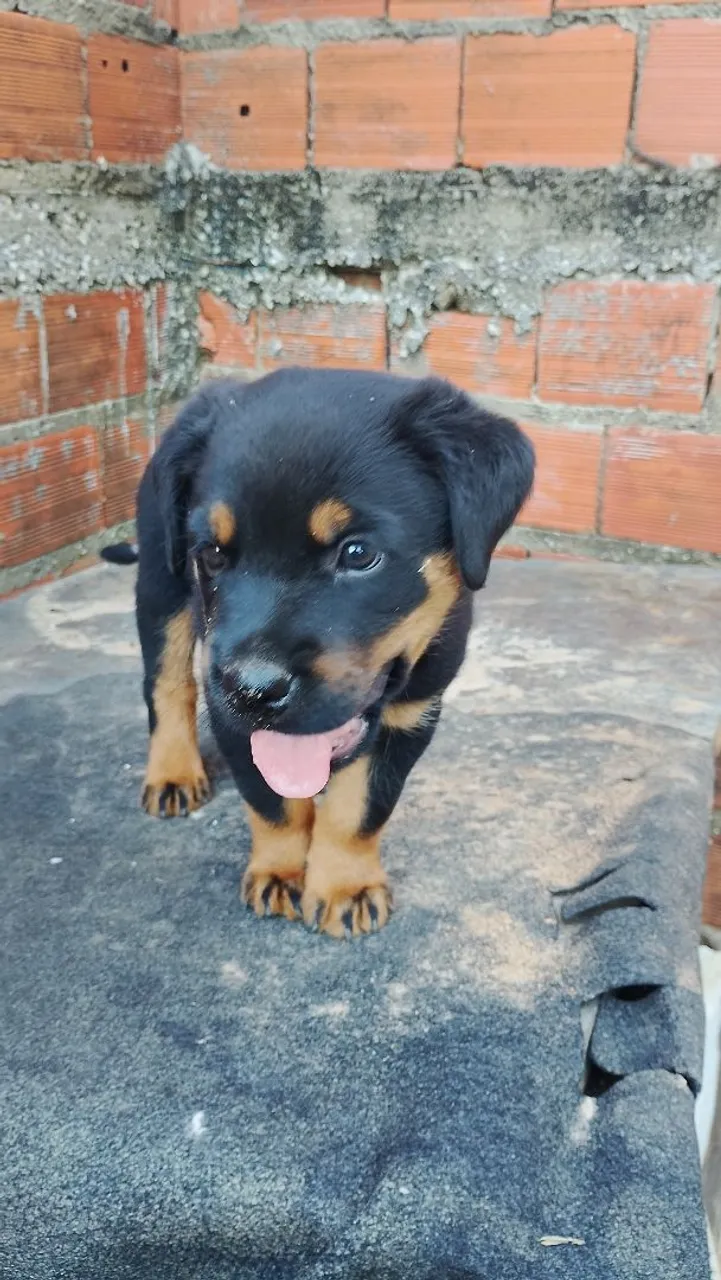 Filhote de Rottweiler !!! LEIA A DESCRIÇÃO !!!