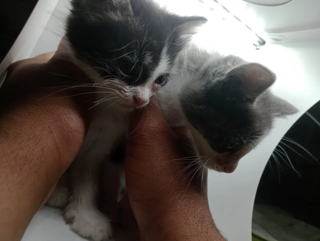 Gatinhos fofinhos para adoção