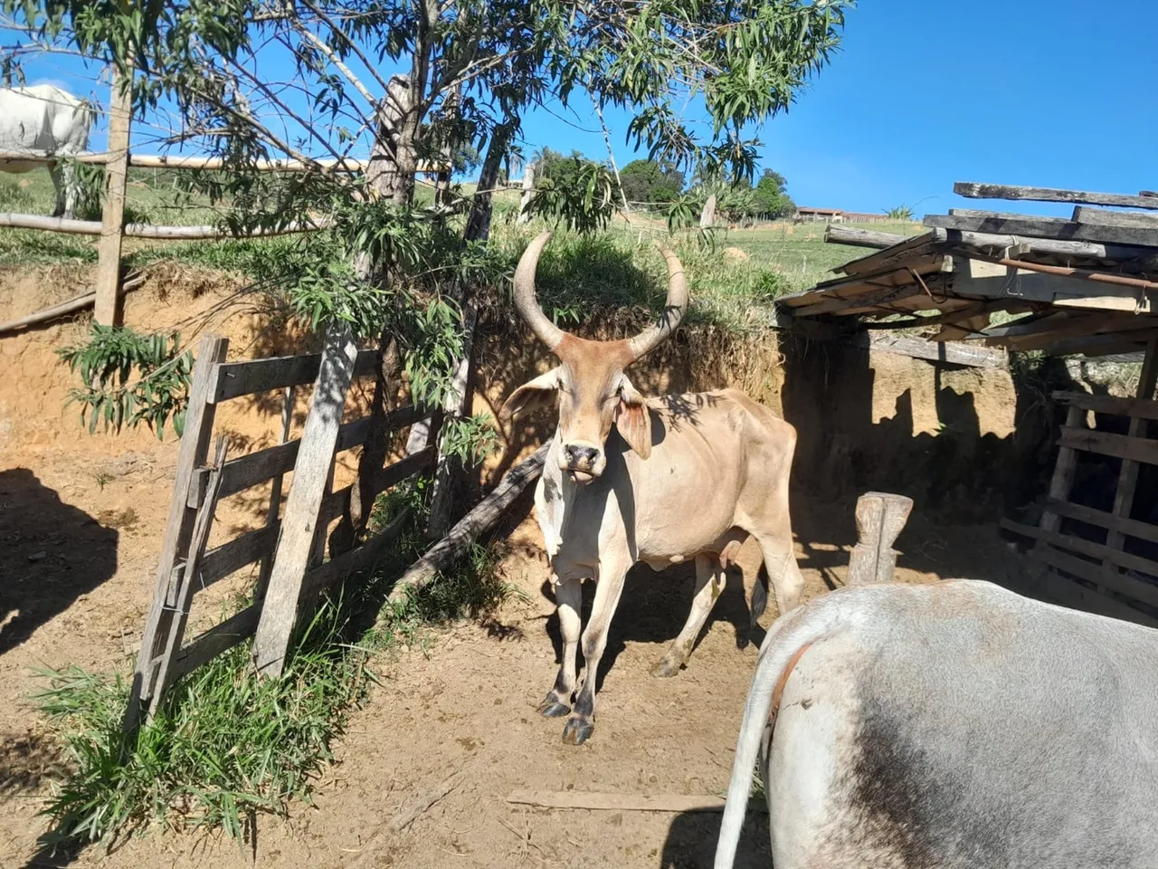 Vacas a venda