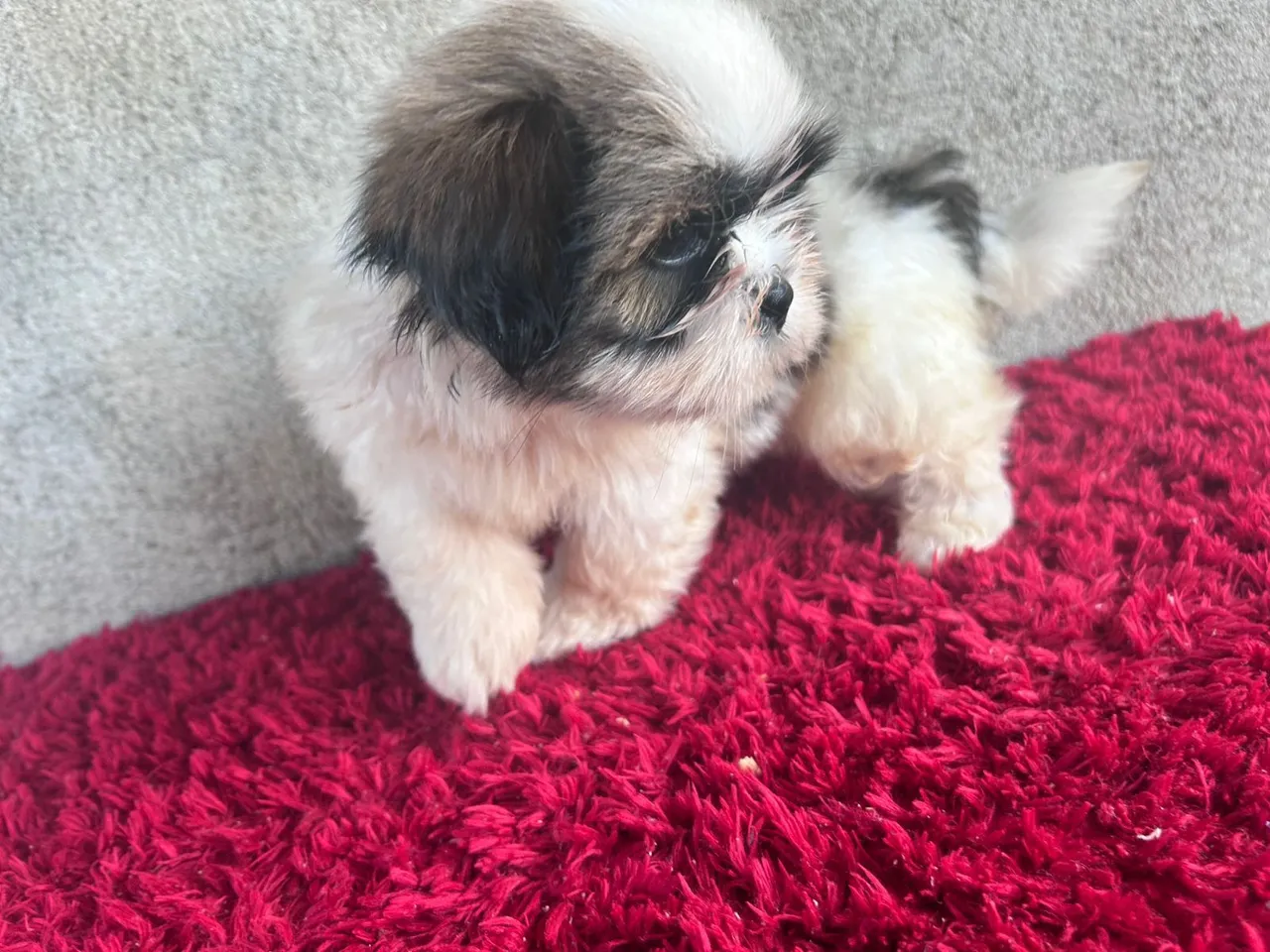 Shih Tzu filhote