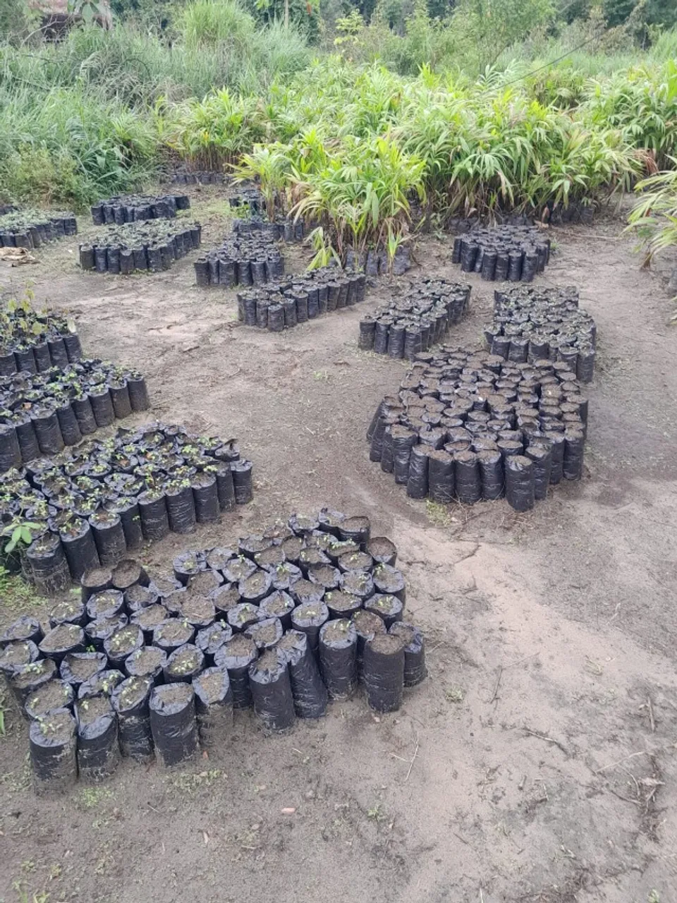 Mudas de Açaí - Raiz forte e desenvolvimento rápido