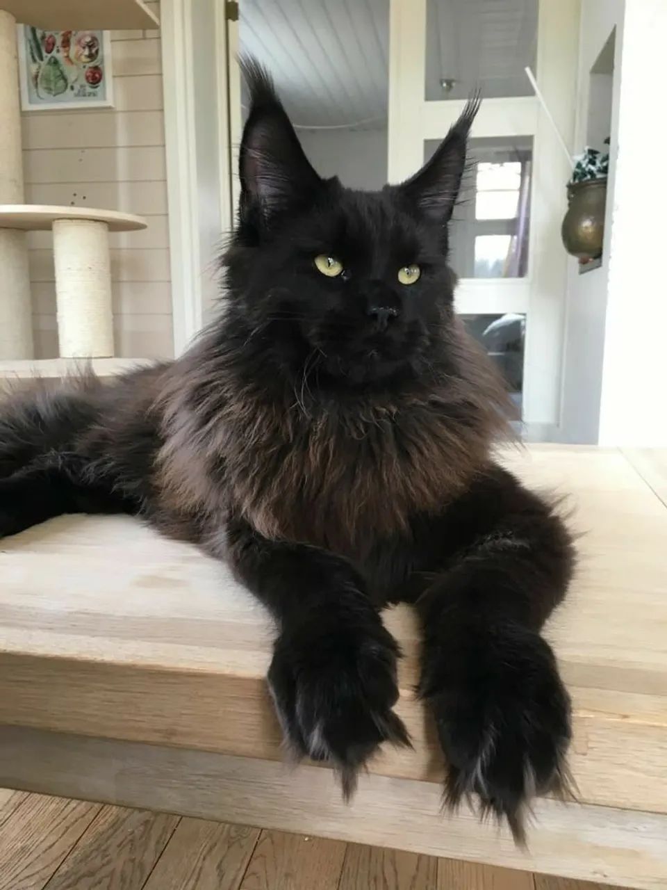 Filhote de Maine Coon - Beleza Selvagem e Personalidade Doce - Foto 2