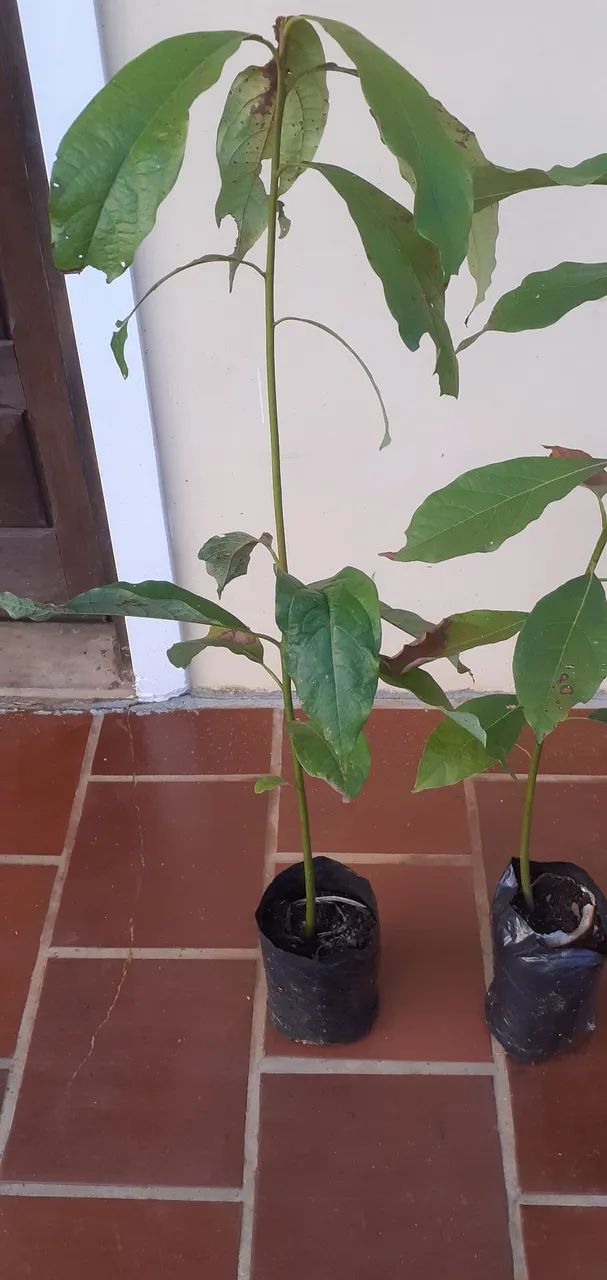 Abacate ?  manteiga - Foto 2