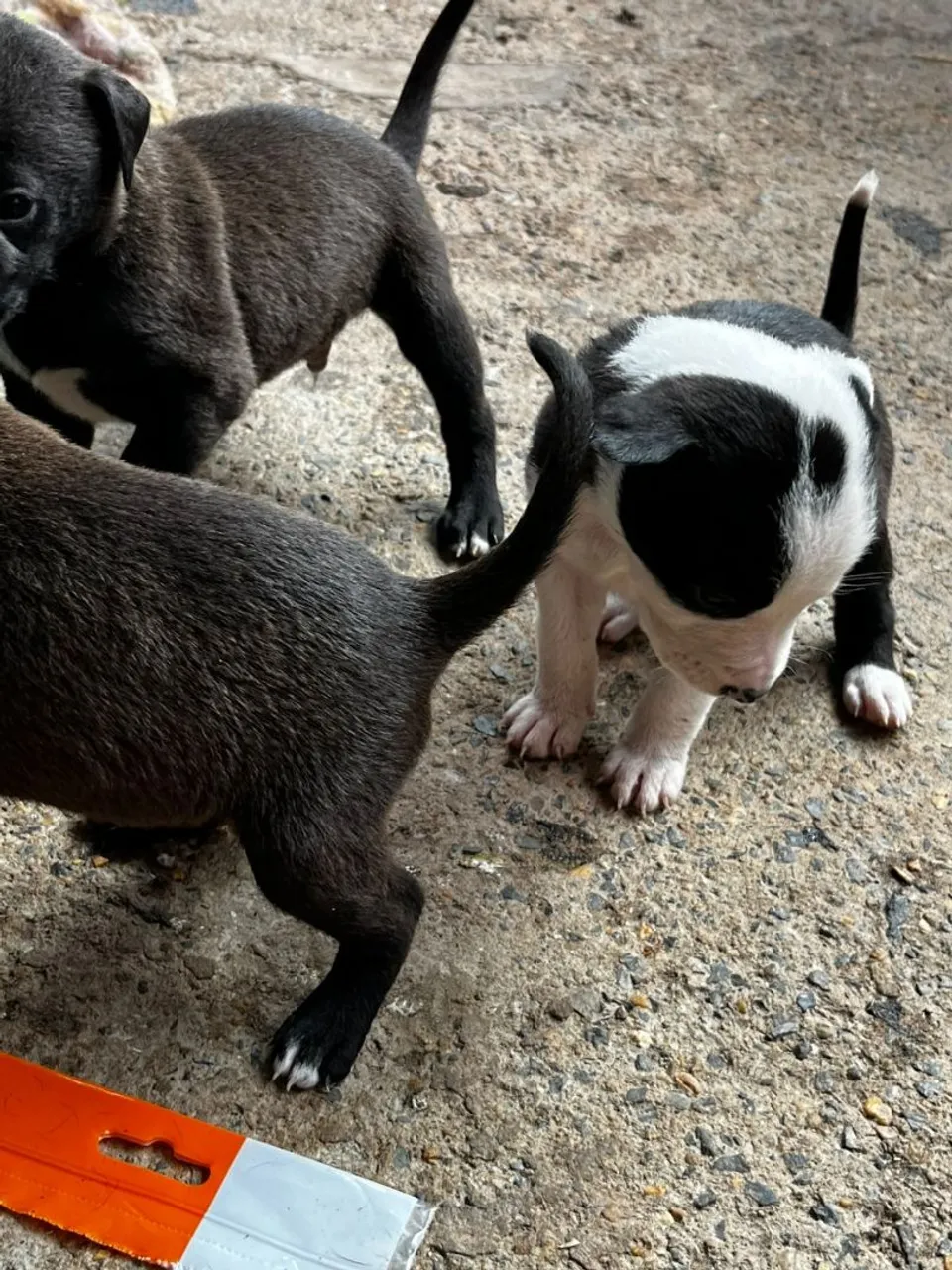 Filhotes de Pitbull para adoção