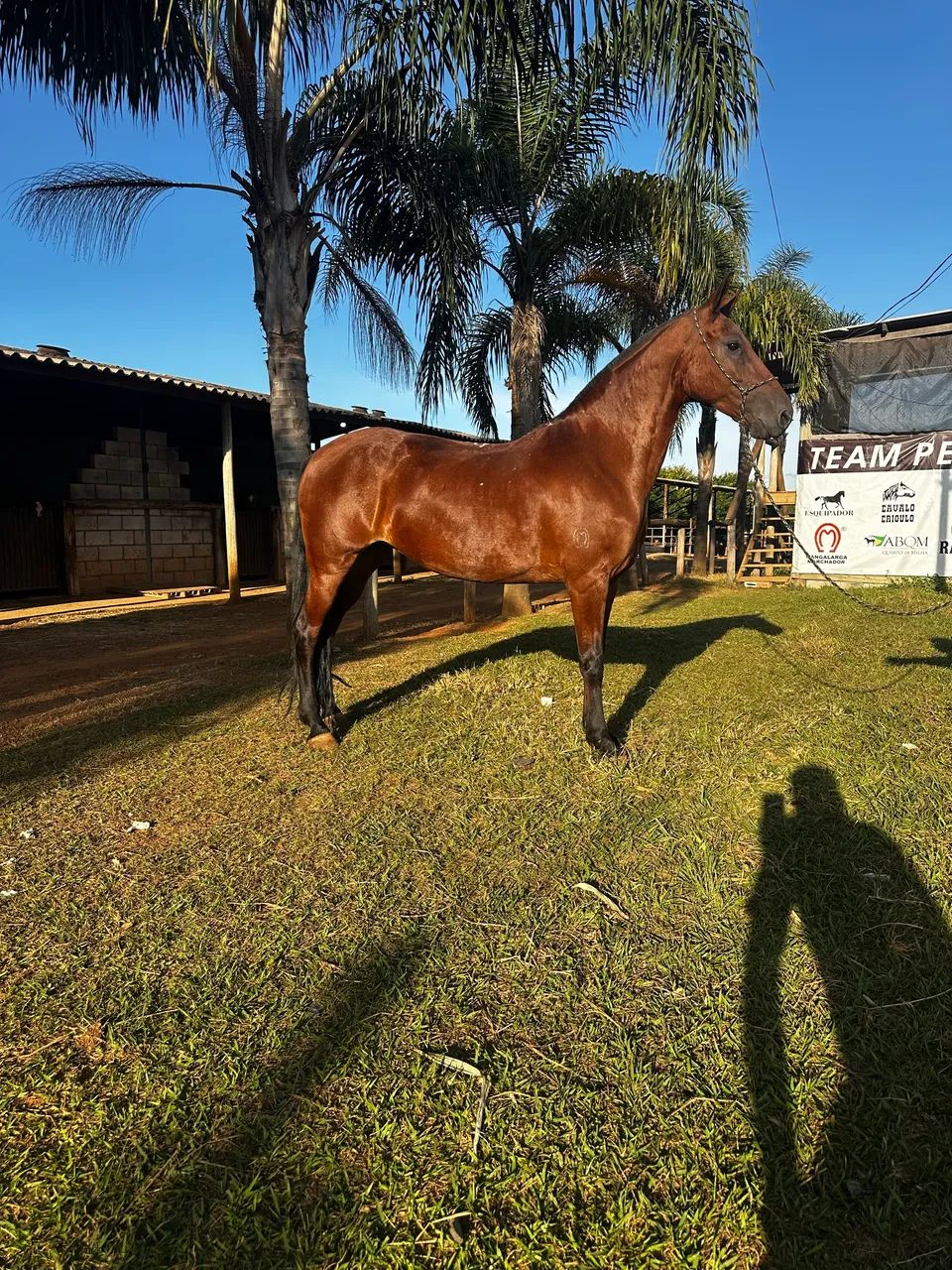 Égua mangalarga Extra - Foto 6