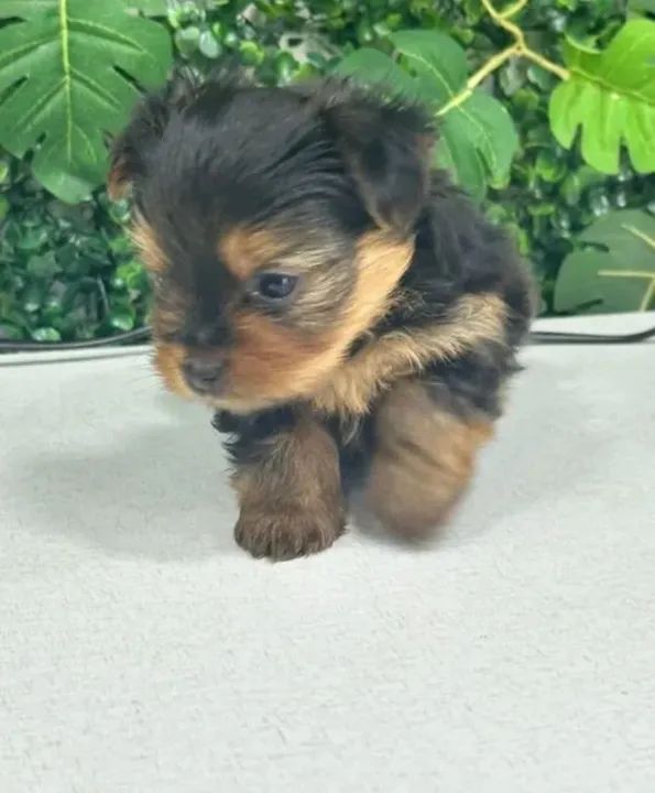 Filhote de Yorkshire terrier - Foto 2