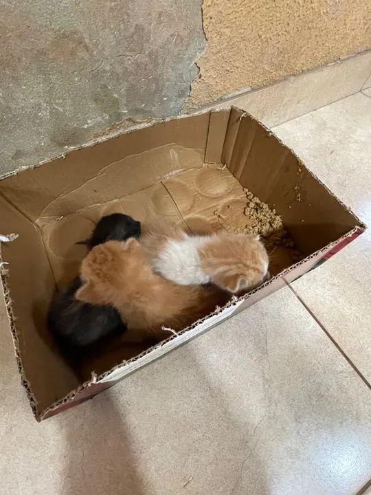 Adotem esses gatinhos  - Foto 4