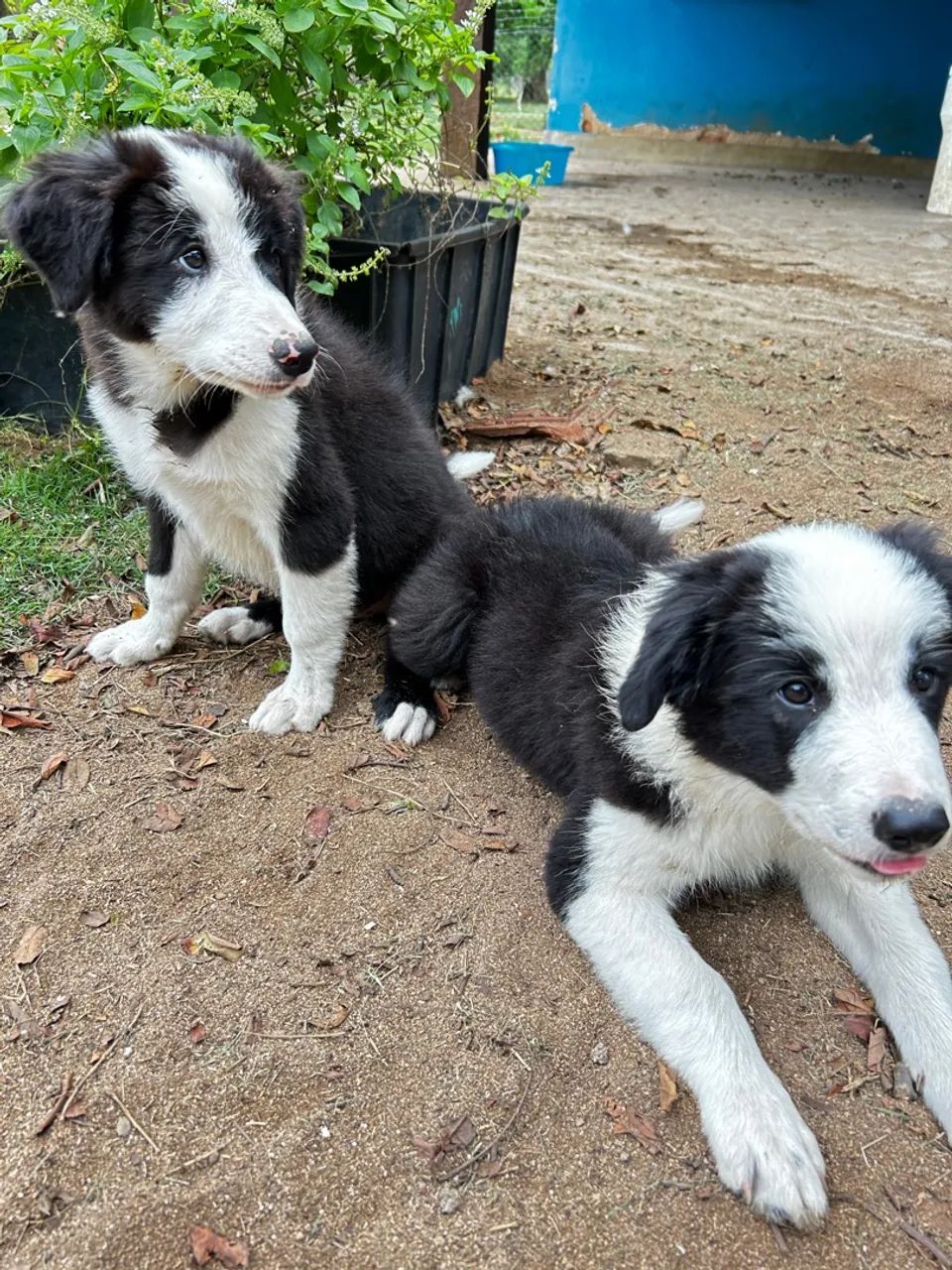 Filhotes Border Collie -  Adoráveis  - Foto 4