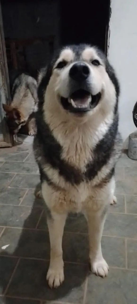 Malamute do Alaska fêmea adulta jovem 