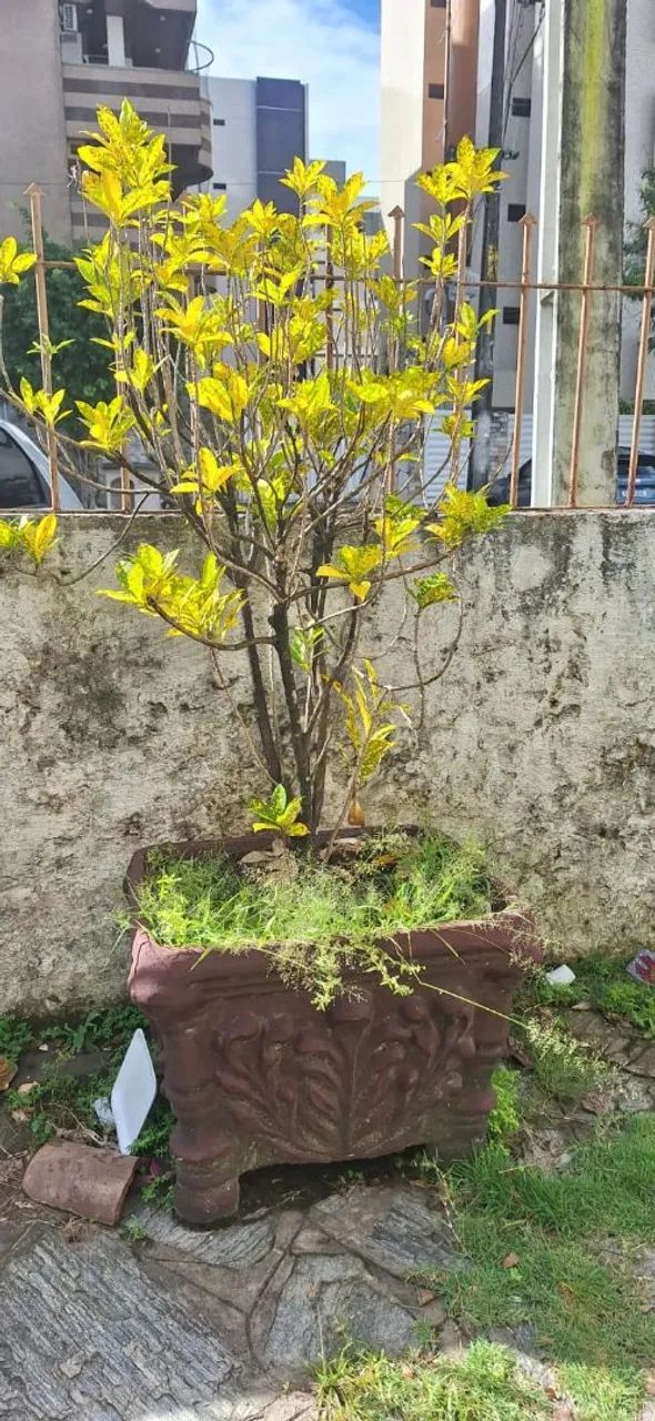 Vaso de Planta com Planta Ornamental - Foto 2