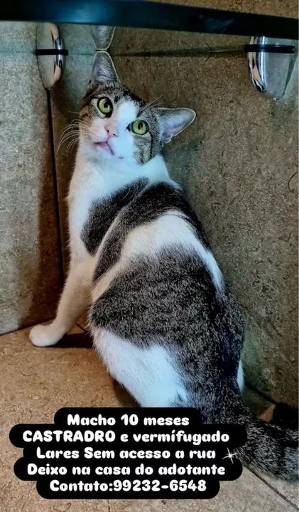 Gato castrado para adoção responsável  - Foto 4