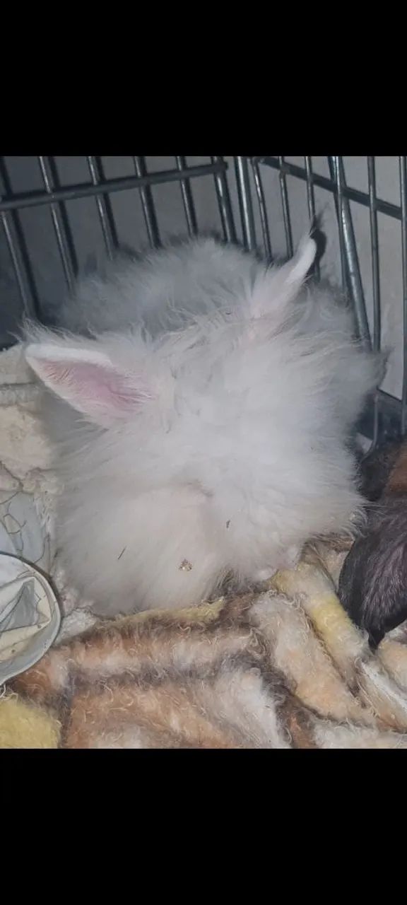 Coelho Angorá Branco - Foto 2