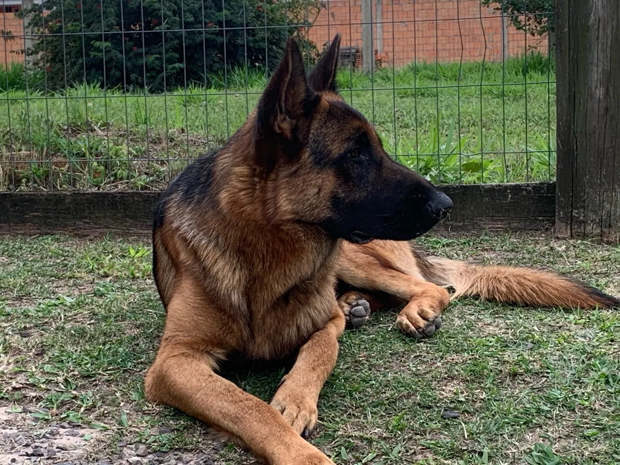 Cachorro Top