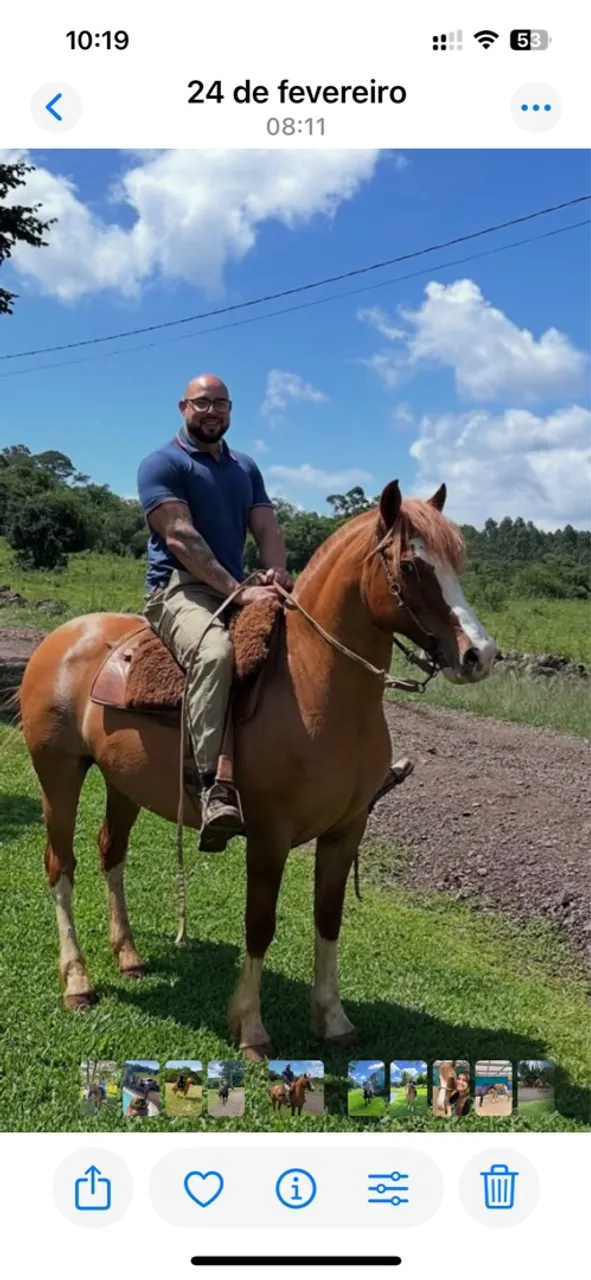 Cavalo crioulo