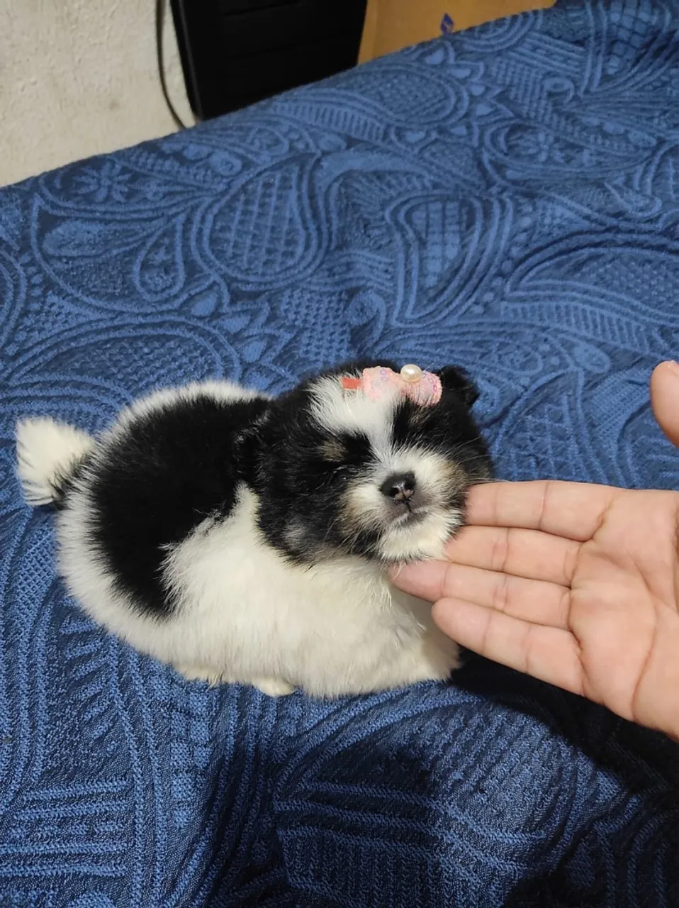 Filhote Lulu da Pomerânia Fêmea