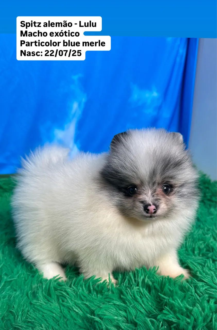 EXÓTICO LULU DA POMERÂNIA Cachorros Potecas, São José