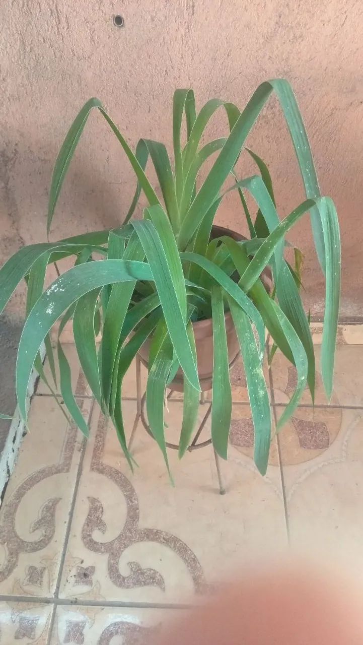 Planta em vaso de vidro com pedrinhas coloridas - Foto 5