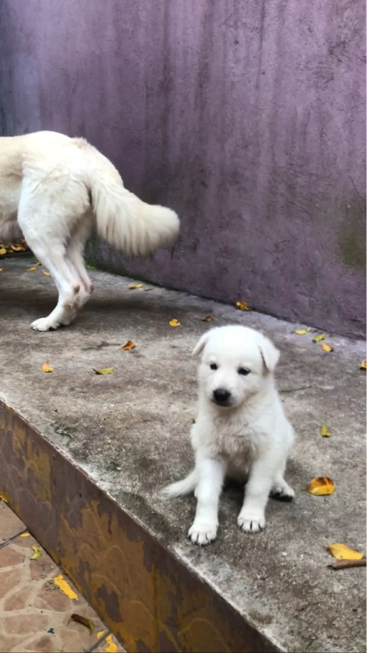 Filhotes pastor branco suíço  - Foto 3