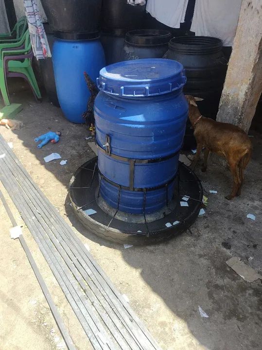 Comedouro automático para suínos