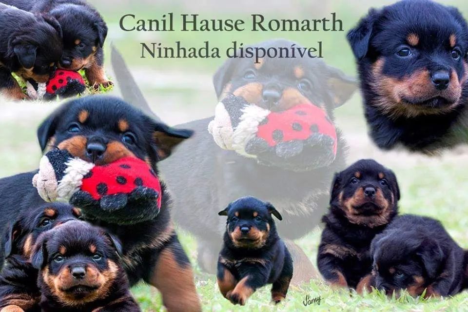 Filhotes de Rottweiler - Canil Hause Romarth - Foto 2