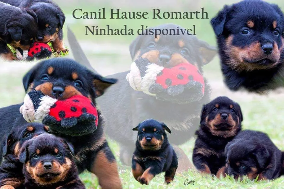 Filhotes Rottweiler - Canil Hause Romarth
