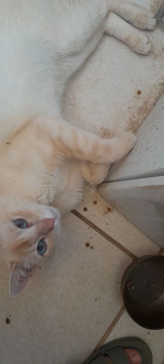 Gatinho Lindo para Adoção