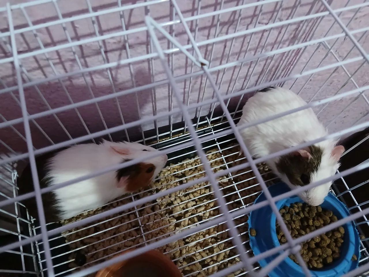 Porquinhos da Índia - Foto 2