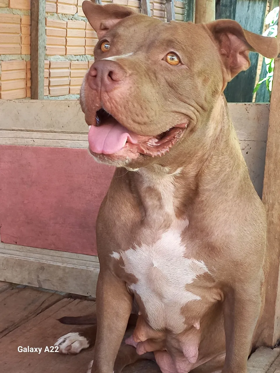 Pit Monster muito dócil para negociar