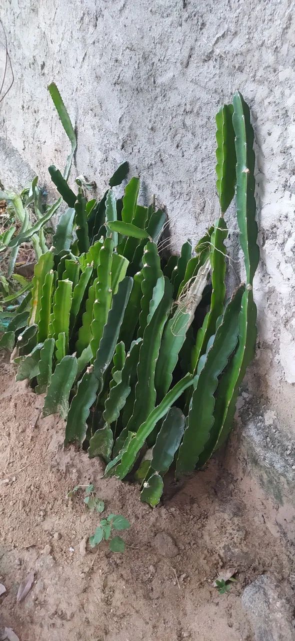 Mudas de Pitaya