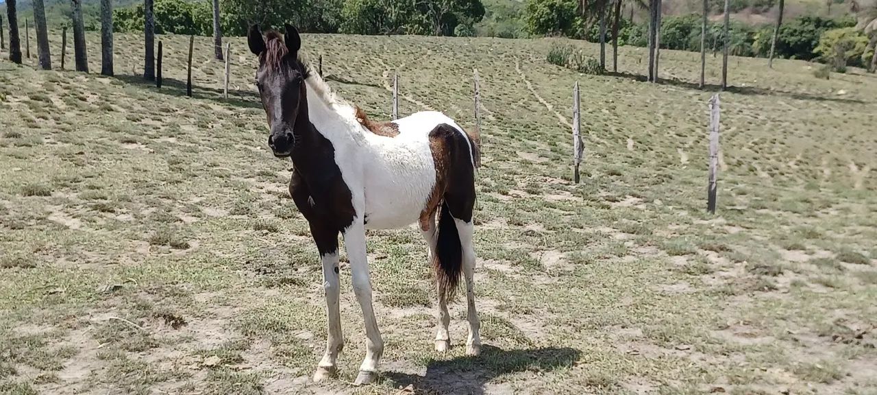 Potros e potra Mangalarga Marchador  - Foto 2