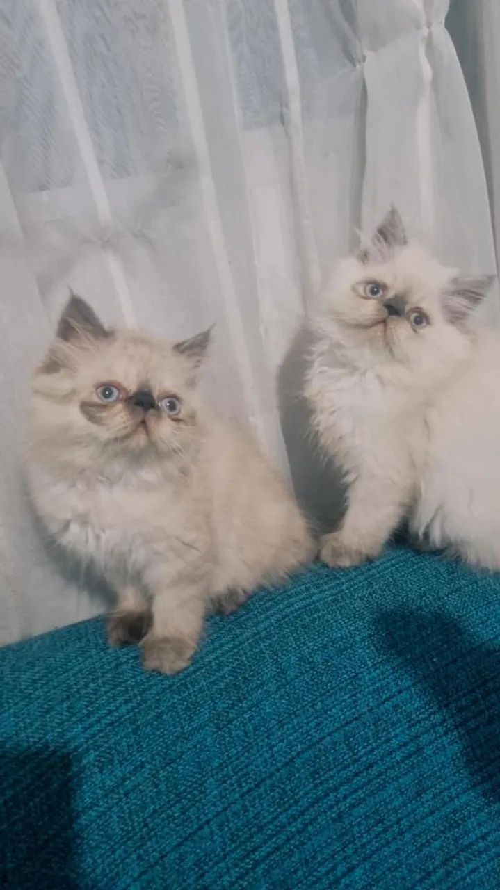 Dois gatinhos persa lindos 