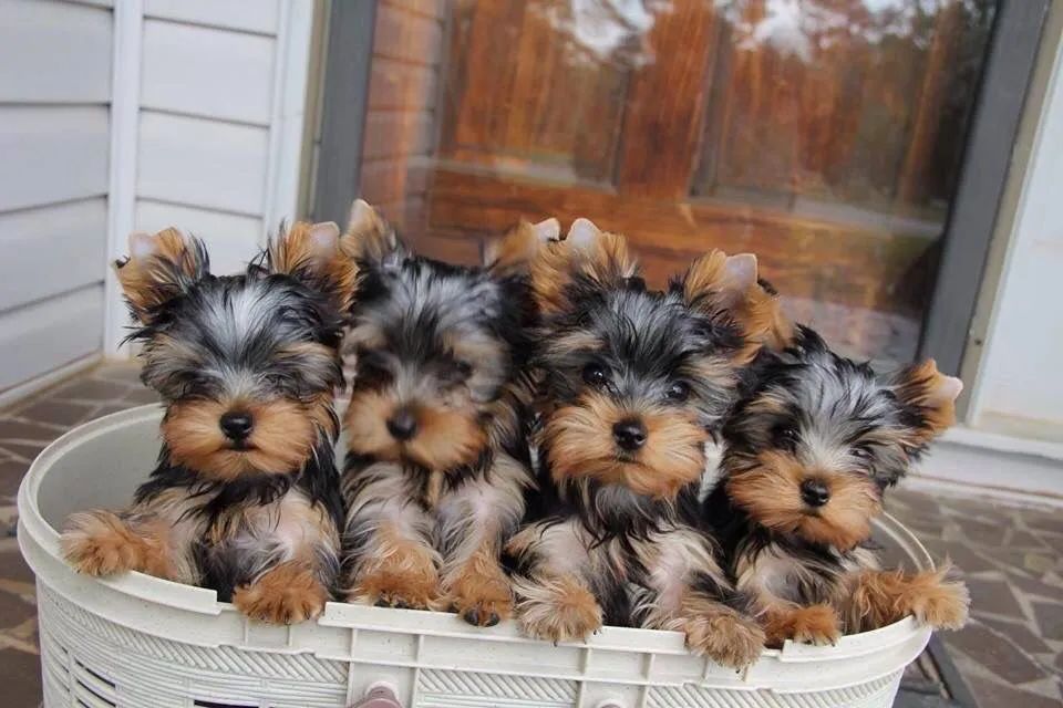Yorkshire mini fofos