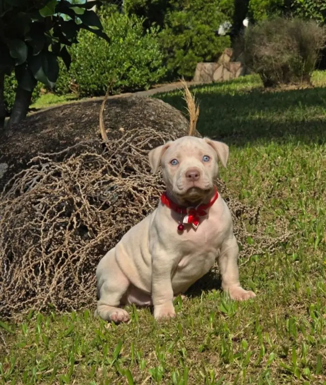 Pitbull Pitmonster filhote FÊMEA